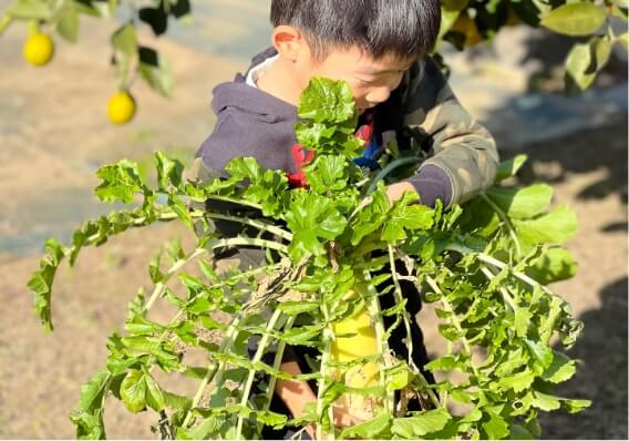 畑で子供が野菜の収穫